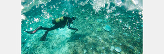 Marine Biologist Career in India: Education, Opportunities & Growth